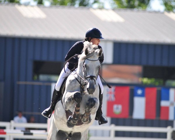 jumper Casparow 4 (German Sport Horse, 2010, from Canstakko)