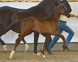 dressage horse Farah (Hanoverian, 2017, from Finest)