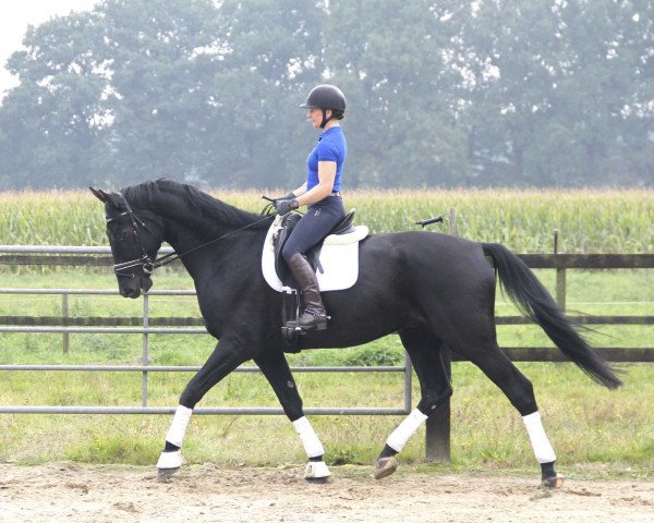 dressage horse Don Fredo 17 (Westphalian, 2012, from Don Frederico)
