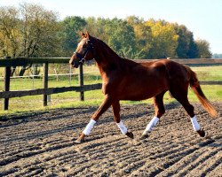 stallion Flo (Rhinelander,  , from Floribot)