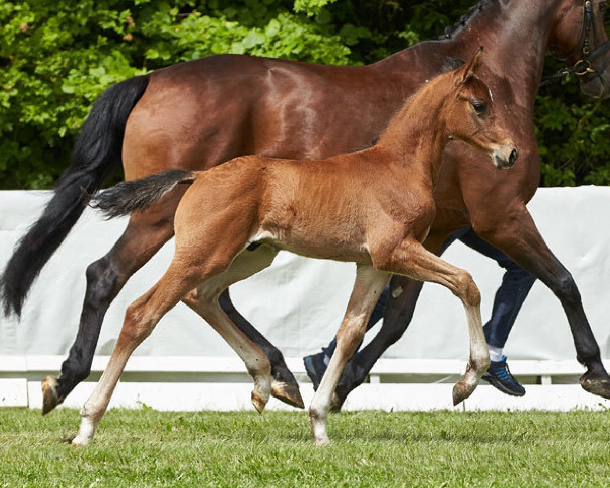 stallion Fernando (Hanoverian, 2017, from Fermor III)
