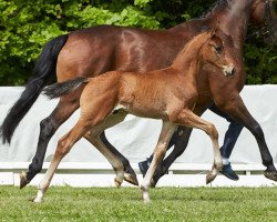 stallion Fernando (Hanoverian, 2017, from Fermor III)