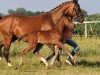 dressage horse Fidelio (Hanoverian, 2017, from Finest)