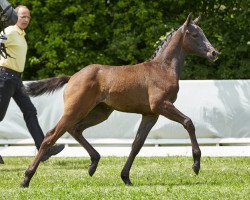 jumper Vielia (Hanoverian, 2017, from Viscount 22)