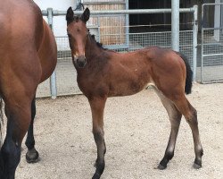 jumper Lady Acord II (Hanoverian, 2017, from Lord Pezi Junior)