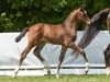 stallion Casino Royal (Oldenburg show jumper, 2010, from Christ)