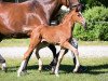 broodmare Dorina (Hanoverian, 2017, from Diamond Hit)