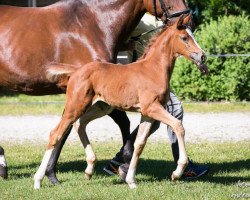 broodmare Dorina (Hanoverian, 2017, from Diamond Hit)