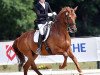 dressage horse Don Henry 10 (Hanoverian, 2008, from Don Henrico)