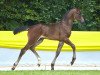 stallion Fascination 21 (Hanoverian, 2017, from For Dance)