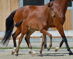 dressage horse Marcello (Hanoverian, 2017, from Martinez)