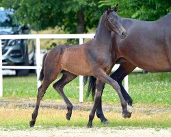 dressage horse Mona Lisa (Hanoverian, 2017, from Morricone)