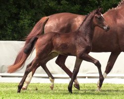 dressage horse Fellini (Hanoverian, 2017, from Finest)