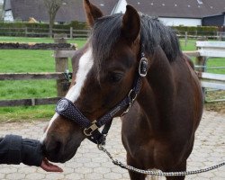 broodmare Pepper (Welsh-Pony (Section B), 2008, from Courage)