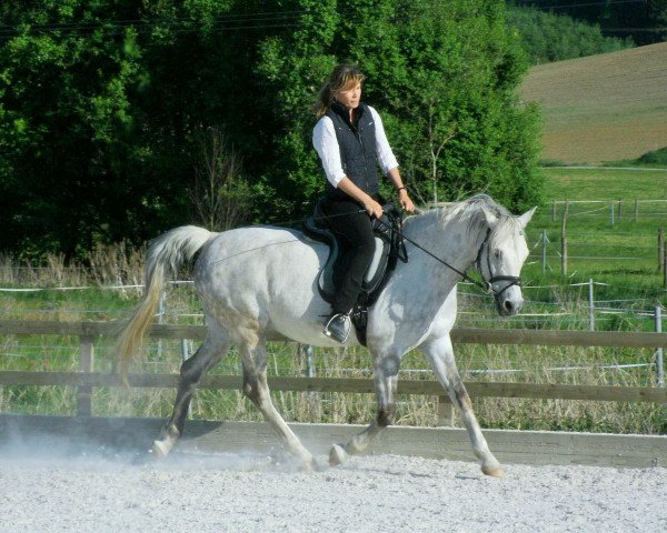 Pferd Bacardi (Deutsches Reitpony, 1996, von Bourbon)