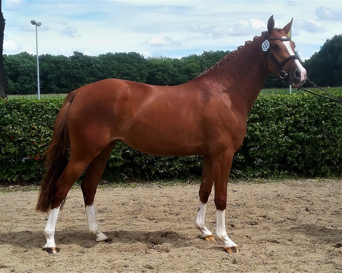 Zuchtstute Cosmic Lady (Deutsches Reitpony, 2014, von Cosmopolitan NRW)