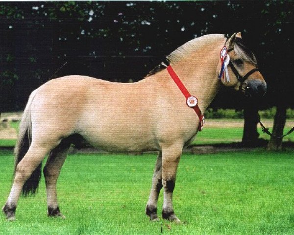 stallion Birk Halsnæs (Fjord Horse, 1996, from Pikant Halsnæs )