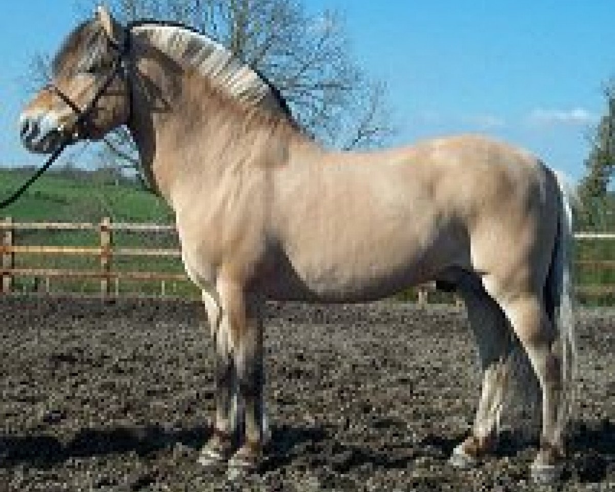 stallion Fini Skovly (Fjord Horse, 1986, from Cornet Halsnæs)