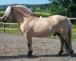 stallion Nikk Halsnæs (Fjord Horse, 1988, from Plutonikk)