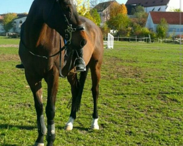 horse Esprie 10 (Oldenburg show jumper,  )