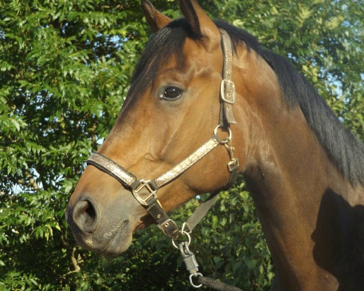 jumper Van Django (Hanoverian,  , from Viscount 22)