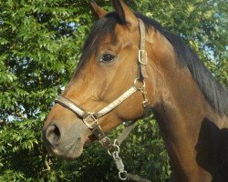 Pferd Van Django (Hannoveraner, von Viscount 22)