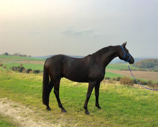 dressage horse Silas H (Oldenburg, 2008, from Swarovski)