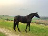 dressage horse Silas H (Oldenburg, 2008, from Swarovski)