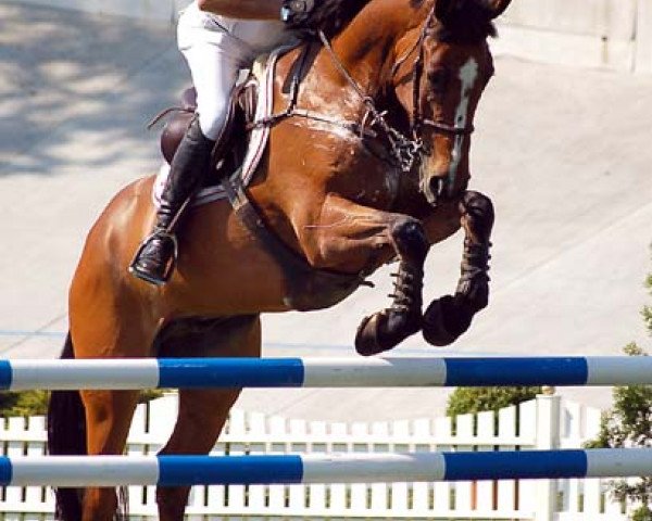 Pferd Riverside Gypsey (Irish Sport Horse, 1996, von Coevers Diamond Boy)