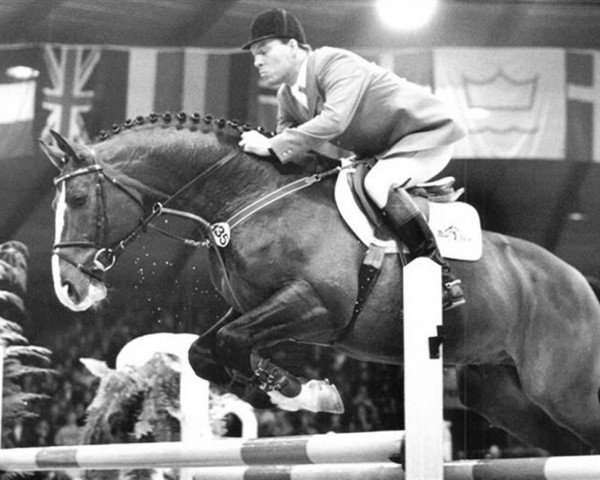 stallion Blue Hors Agent (Hanoverian, 1984, from Argentan I)