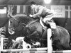 stallion Blue Hors Agent (Hanoverian, 1984, from Argentan I)
