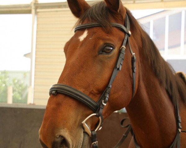horse Ibrahim van den Aard (Belgian Warmblood, 2008, from Kashmir van't Schuttershof)