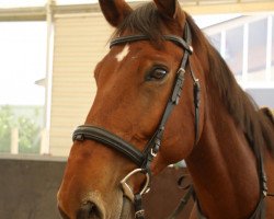 horse Ibrahim van den Aard (Belgian Warmblood, 2008, from Kashmir van't Schuttershof)