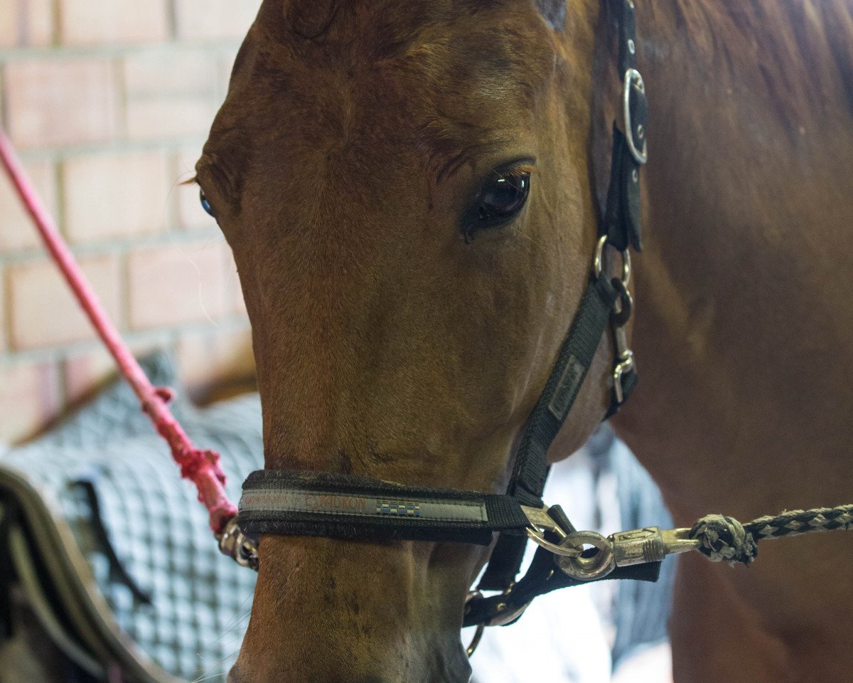 broodmare Donna Clara 46 (Hanoverian, 2004, from Don Vino)