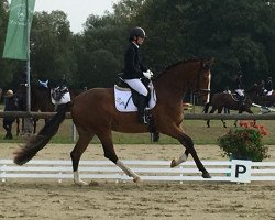 dressage horse DSP Wild-Elektra (Deutsches Sportpferd, 2014, from Escolar)