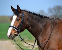 jumper Lueur D'Espoir (Mecklenburg, 2014, from License)