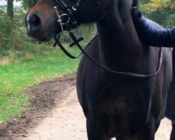 broodmare It's Tajonara (German Riding Pony, 2000, from Mølhedens Tajo)