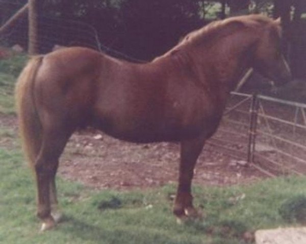 stallion Revel Orange Pip (Welsh mountain pony (SEK.A), 1966, from Clan Pip)