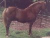 stallion Revel Orange Pip (Welsh mountain pony (SEK.A), 1966, from Clan Pip)