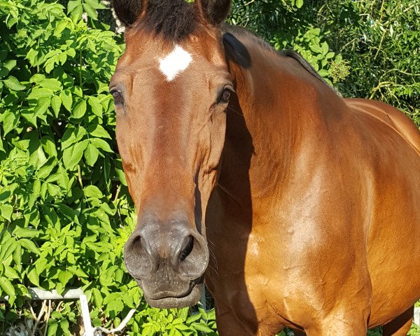 broodmare Heurige (Hessian Warmblood, 1988, from Heuriger)