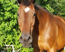 Pferd Heurige (Hessisches Warmblut, 1988, von Heuriger)