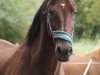 broodmare Patagonia 4 (Holsteiner, 2000, from Carry)