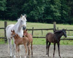 broodmare Frau Vogel (Holsteiner, 1988, from Lenz)