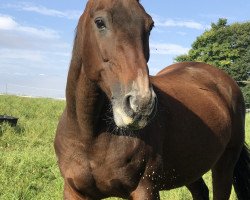 broodmare Sunny R (Mecklenburg, 1996, from Syndikat)