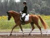 dressage horse Morning Star 54 (KWPN (Royal Dutch Sporthorse), 2010)