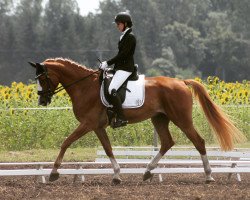 dressage horse Morning Star 54 (KWPN (Royal Dutch Sporthorse), 2010)