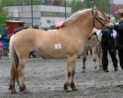 stallion Heros N.2517 (Fjord Horse, 2005, from Frederik Skovå)