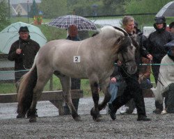 stallion Solli Gråen N.2569 (Fjord Horse, 2003, from Lunner Graaen N-99-2625)