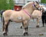 stallion Helgfin N.2607 (Fjord Horse, 1991, from Hildar N.2513)