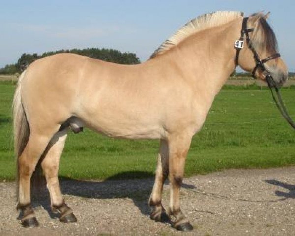 stallion Valiant Fjordlyst (Danish Warmblood, 2004, from Abel Stanstorp)